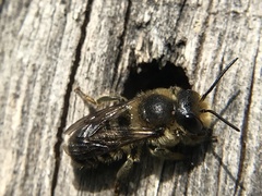 Osmia leaiana