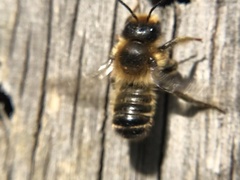 Osmia leaiana