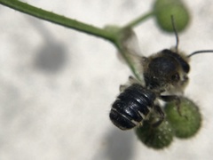 Osmia leaiana