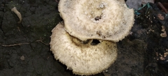 Lentinus crinitus