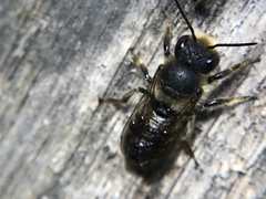 Osmia leaiana