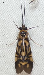 Macrostemum carolina