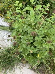 Geum urbanum