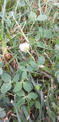 Trifolium fragiferum
