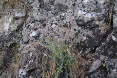 Micromeria herpyllomorpha subsp. herpyllomorpha image