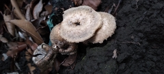 Lentinus crinitus