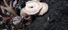 Lentinus crinitus