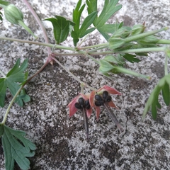 Ranunculus asiaticus