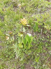 Gentiana × gaudiniana