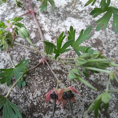 Ranunculus asiaticus