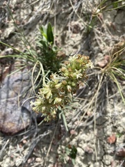 Ipomopsis spicata