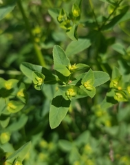 Euphorbia stricta