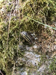 Armadillidium gestroi