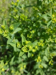 Euphorbia stricta