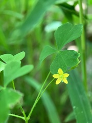 Oxalis florida