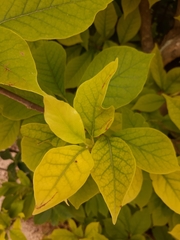 Angiospermae