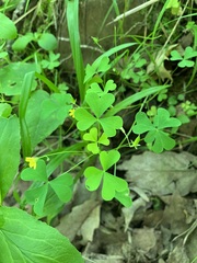 Oxalis florida