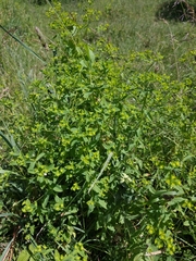 Euphorbia stricta