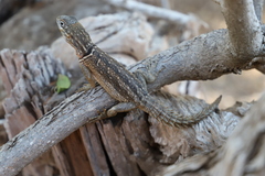 Oplurus cyclurus