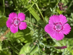 Dianthus deltoides deltoides