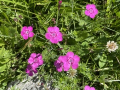 Dianthus deltoides deltoides
