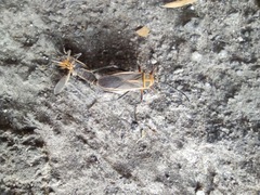 Stenomacra marginella