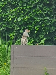 Sciurus carolinensis