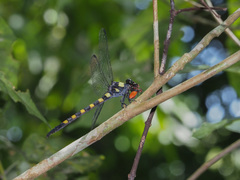 Macrogomphus quadratus