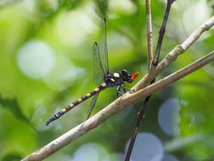 Macrogomphus quadratus