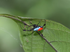 Leucauge sarawakensis