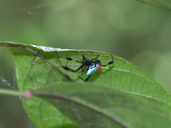 Leucauge sarawakensis