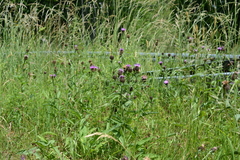 Centaurea nemoralis