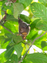 Rhinolophus trifoliatus