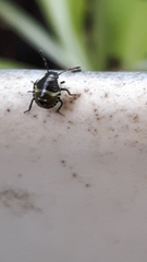 Palomena prasina