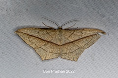 Timandra correspondens