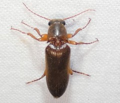Selonodon