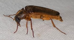 Selonodon