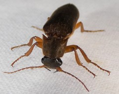 Selonodon