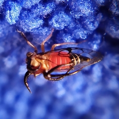 Cyphonia trifida