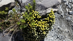 Helichrysum coralloides