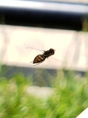 Toxomerus marginatus