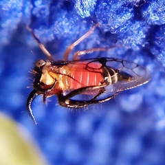 Cyphonia trifida