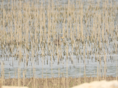 Grey-headed Lapwing