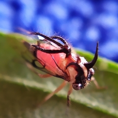 Cyphonia trifida