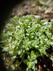 Sedum debile