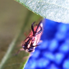 Cyphonia trifida