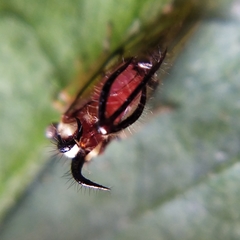 Cyphonia trifida