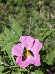Acmaeodera knowltoni