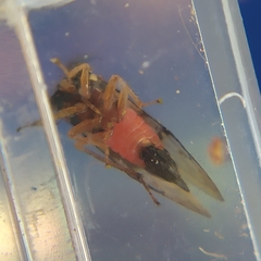 Cyphonia trifida