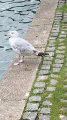 Larus argentatus